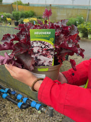 Heuchera Black Beauty 2 Litre Pot