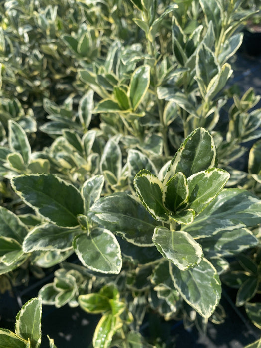 Euonymus japonicus Bravo 20 Litre Half Standard