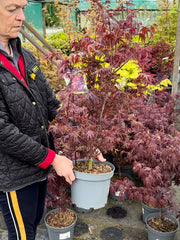 Acer palmatum Shaina 5 Litre Pot