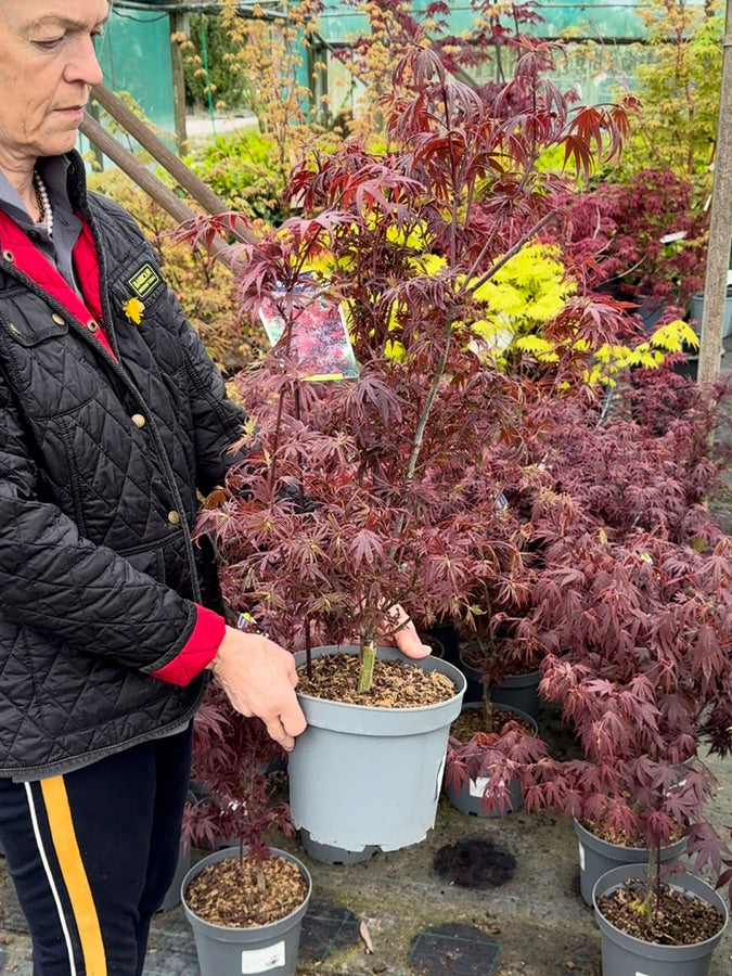 Acer palmatum Shaina 5 Litre Pot