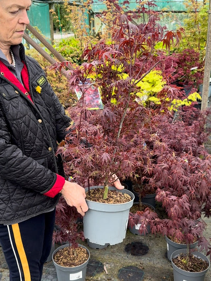 Acer palmatum Shaina 5 Litre Pot