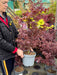 Acer palmatum Shaina 5 Litre Pot