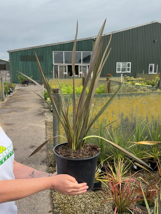 Phormium ten. Purpureum 5 Litre Pot