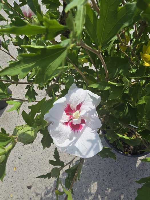 Hibiscus syr. Mathilde 20 Litre Pot 100/125cm