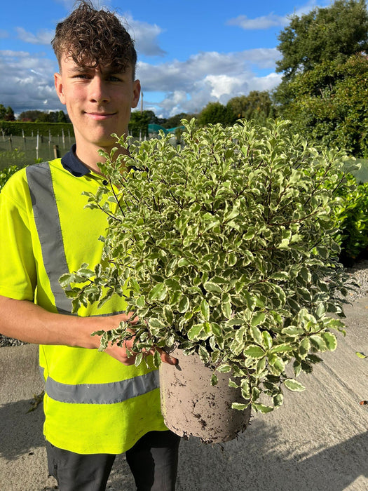 Pittosporum Tenuifolium Variegatum 4.5 Litre Pot