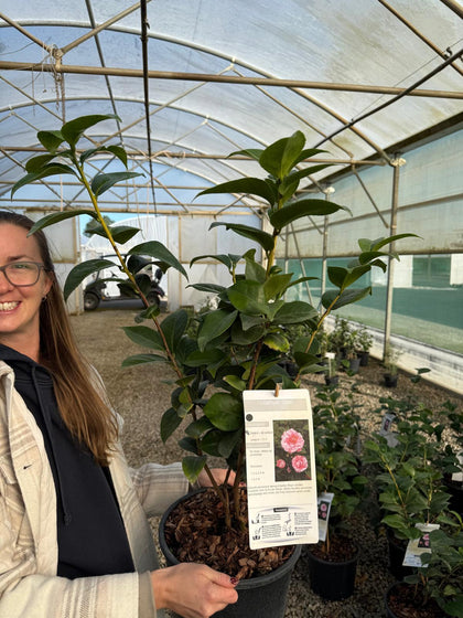 Camellia Japonica Striated 7.5 Litre Pot
