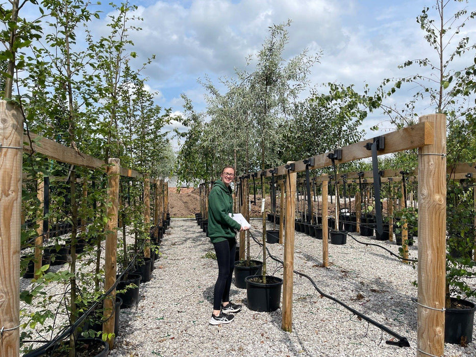 Pyrus salicifolia Pendula 8/10cm