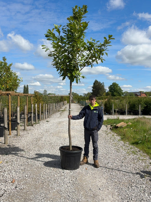 Prunus laur. Novita Cherry Laurel Full Standard 12/14cm