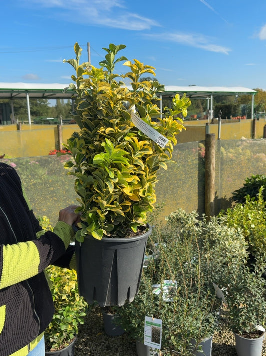 Euonymus japonicus Aurea 9 Litre Pot