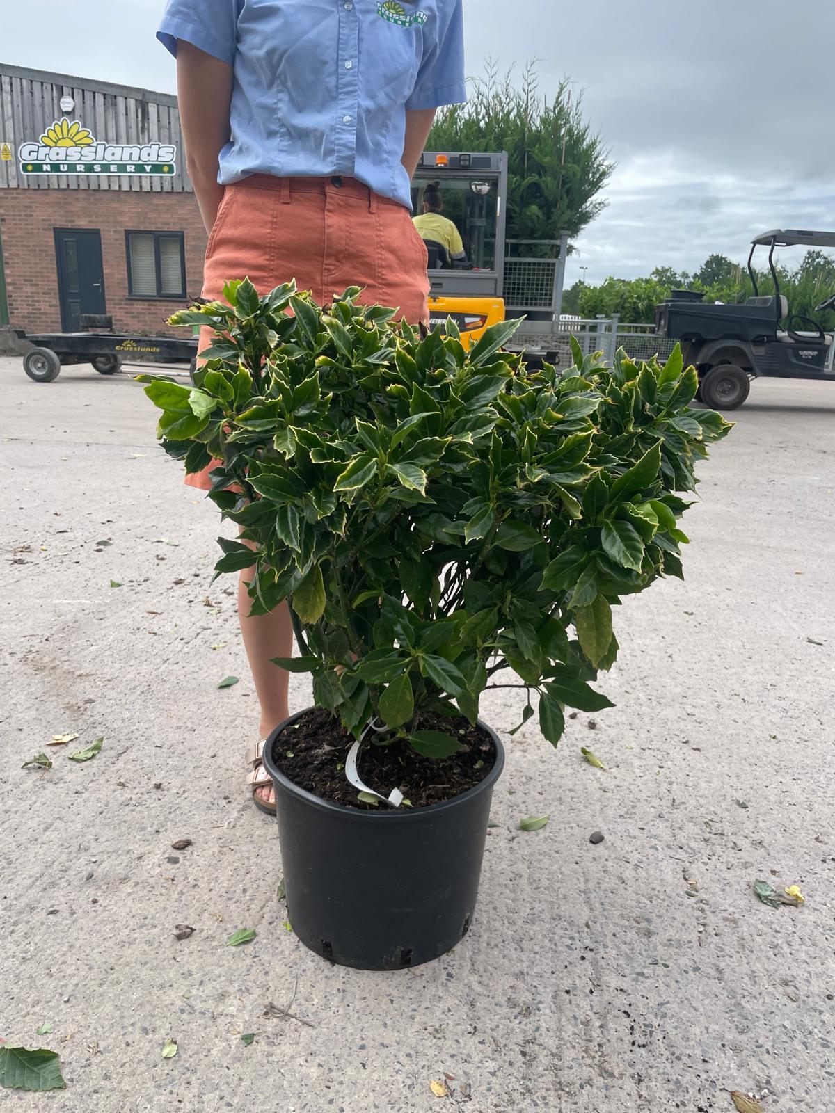 Aucuba Japonica Rozannie 20 Litre Pot 50-60cm Tall
