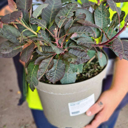 Cotinus Grace 4 Litre Pot