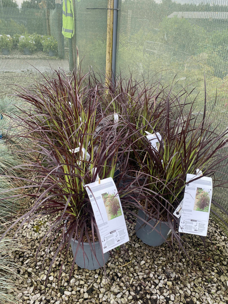 Pennisetum Setaceum Rubrum 4.5 Litre Pot
