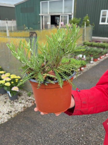 Achillea Paprika 2 Litre Pot