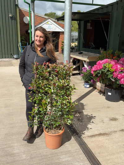 Photinia Red Robin Pleached Trees – Established Full Frames