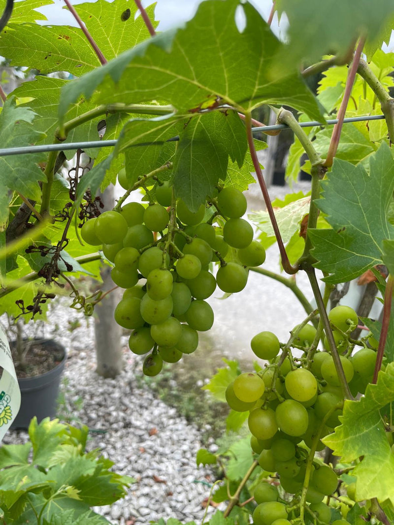 Grape Vine White Fruits 10 Litre Pot
