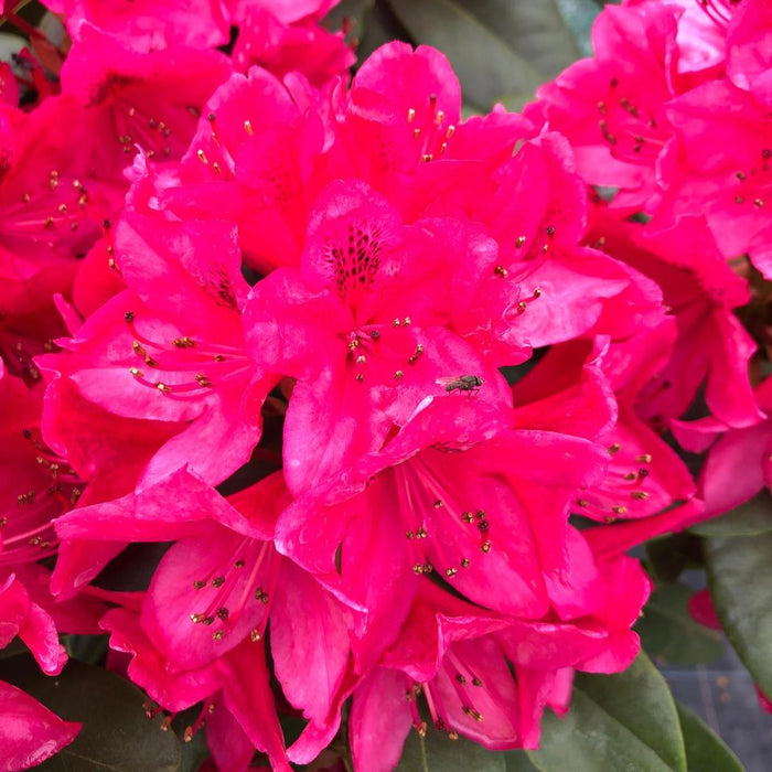 Rhododendron Hybrid Nova Zembla 7.5 Litre Pot