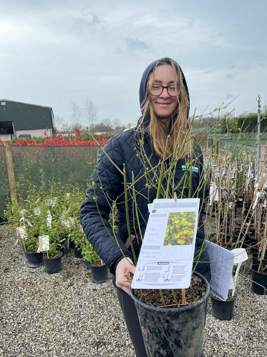 Kerria Japonica Golden Guinea 4.5 Litre Pot