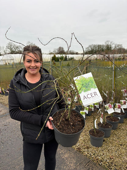 Acer palmatum Dissectum 10 Litre Pot