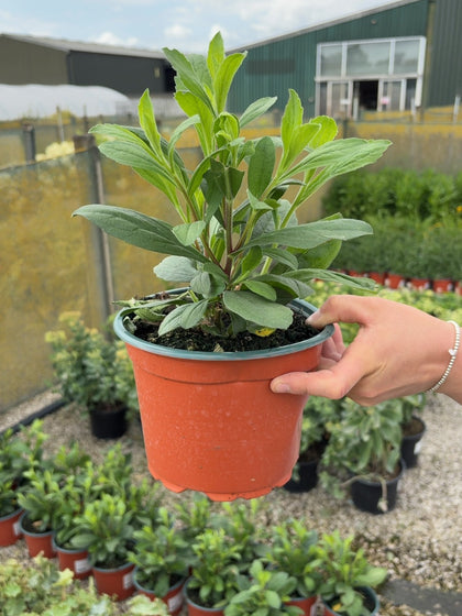 Aster frik.Monch 2 Litre Pot