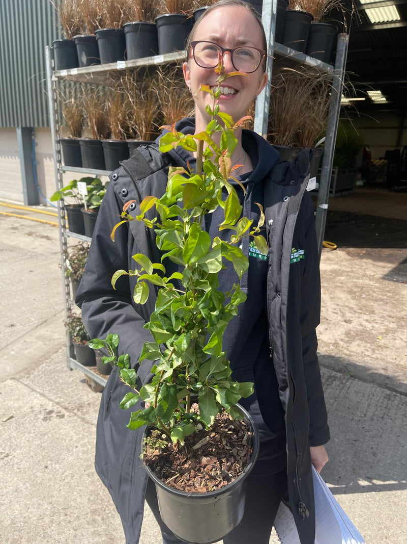 Chaenomeles Madame Butterfly 3 Litre Pot
