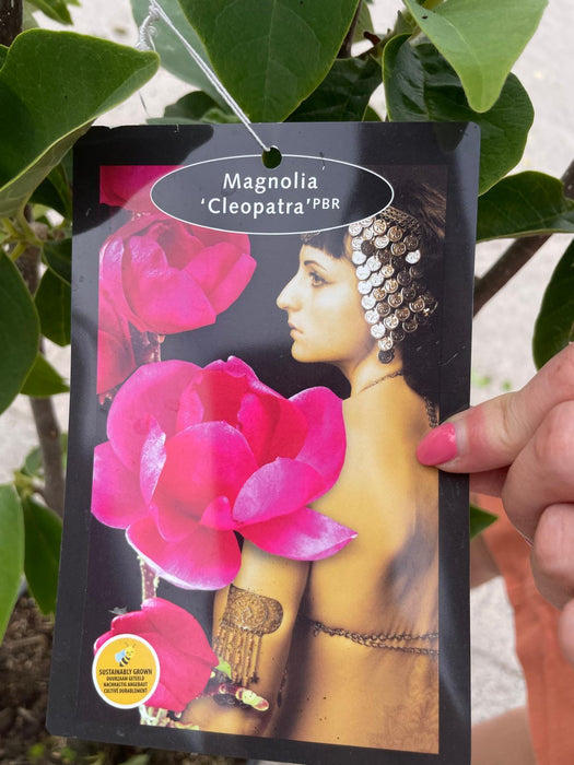 Magnolia Cleopatra 20 Litre Pot 150/175cm