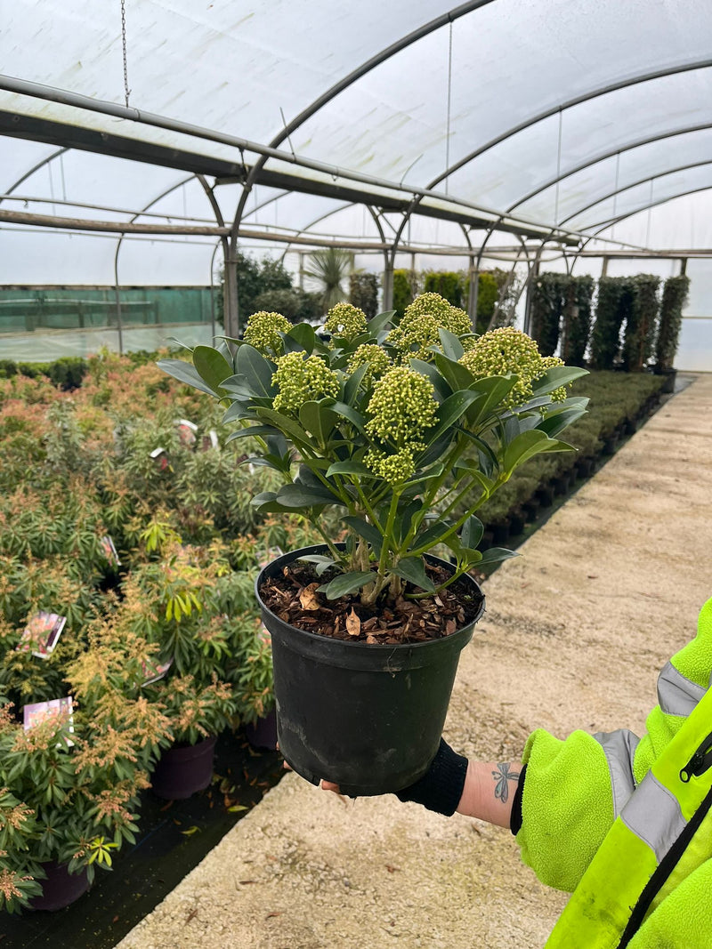 Skimmia Japonica White Globe 5 Litre Pot