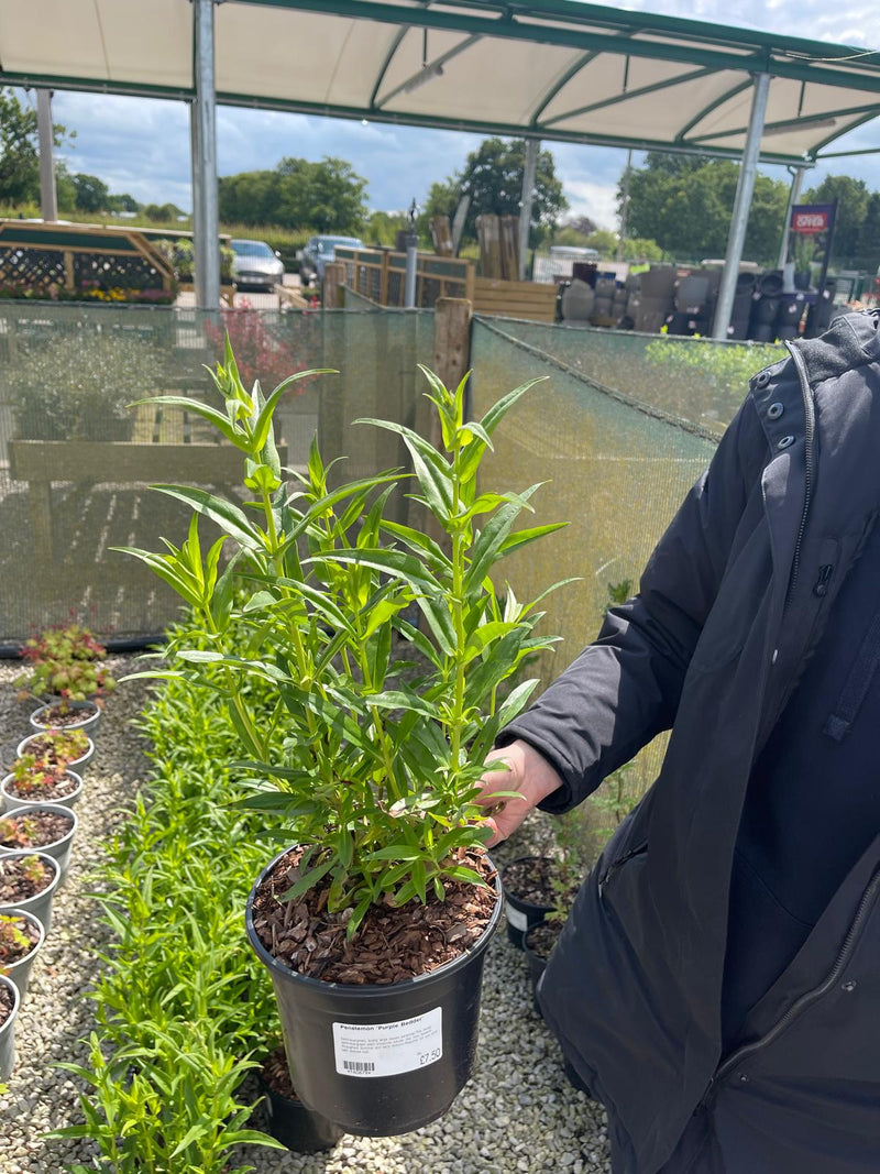 Penstemon Purple Bedder 3 Litre Pot