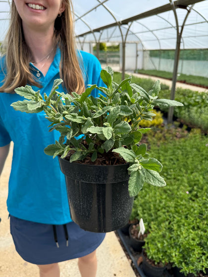 Cistus pulverulentus Sunset - Rock Rose Sunset 3 Litre Pot