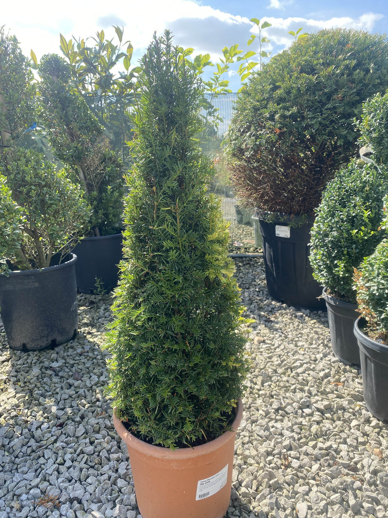 Yew Cone 7.5 Litre Pot 50-60cm