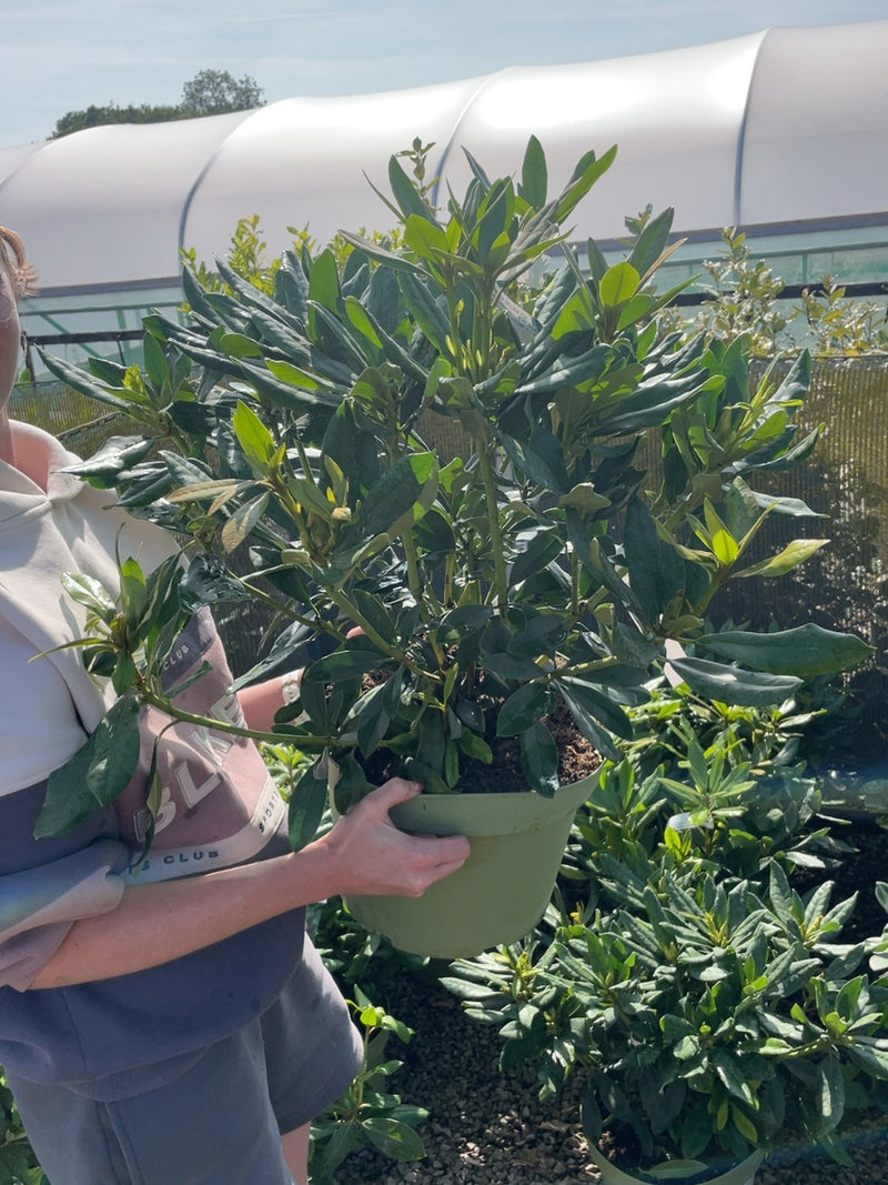 Rhododendron Hyb Madame Masson 10 Litre Pot