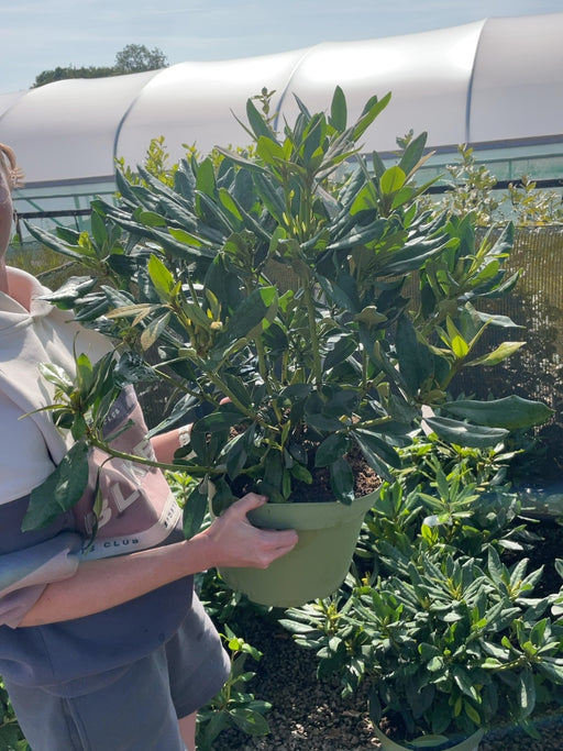 Rhododendron Hyb Madame Masson 10 Litre Pot
