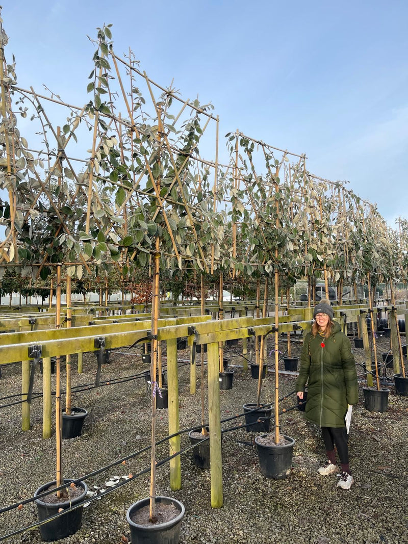 Elaeagnus Ebbingei Pleached 180 Stem 120x120 Rootballed Delivery Feb/Mar