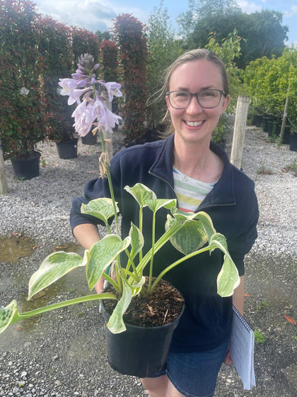 Hosta Wide Brim 3 Litre Pot