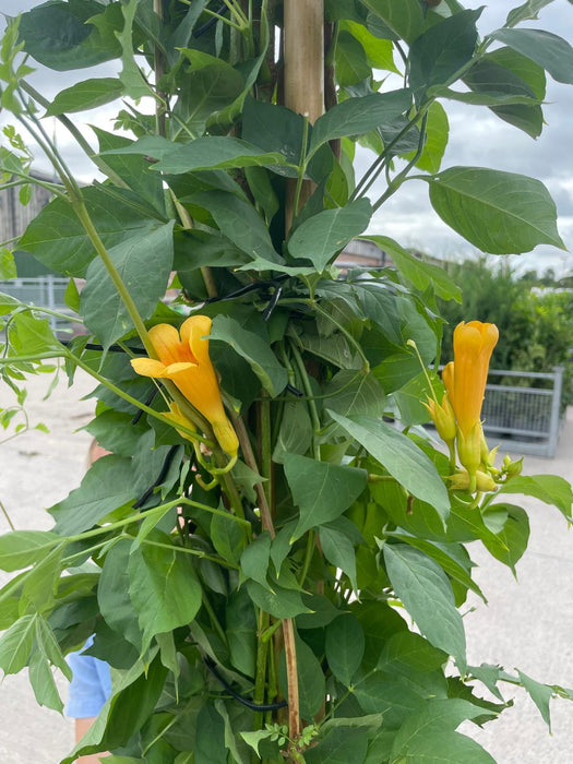 Campsis Golden Trumpet 20 Litre 220/240cm Tall
