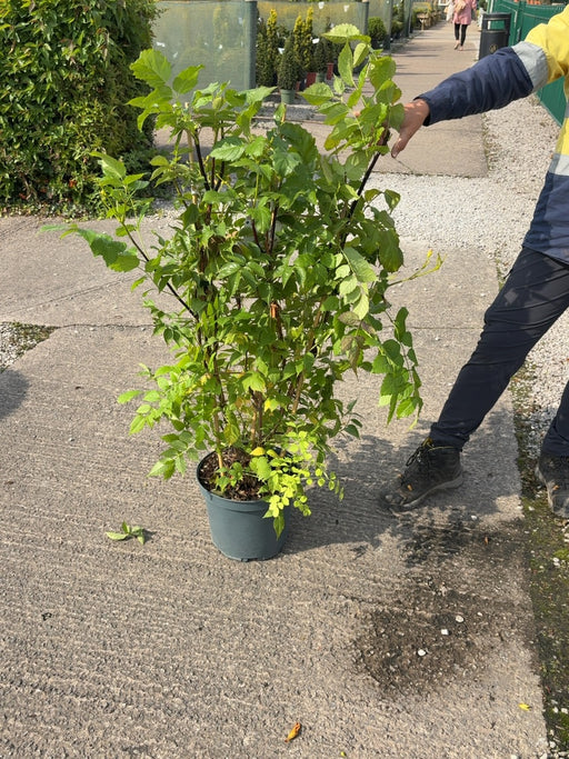 Campsis x tal. Ebony and Red 10 Litre