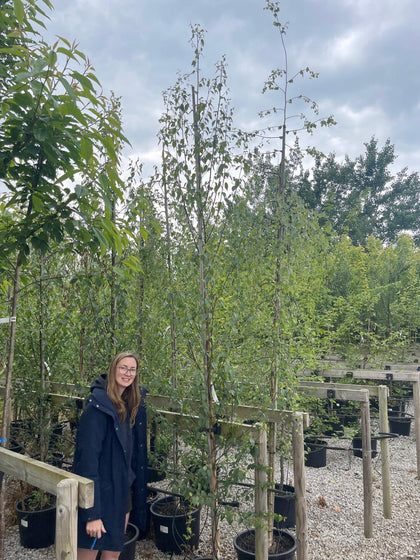 Betula Albo. Fascination Standard 8-10cm Girth