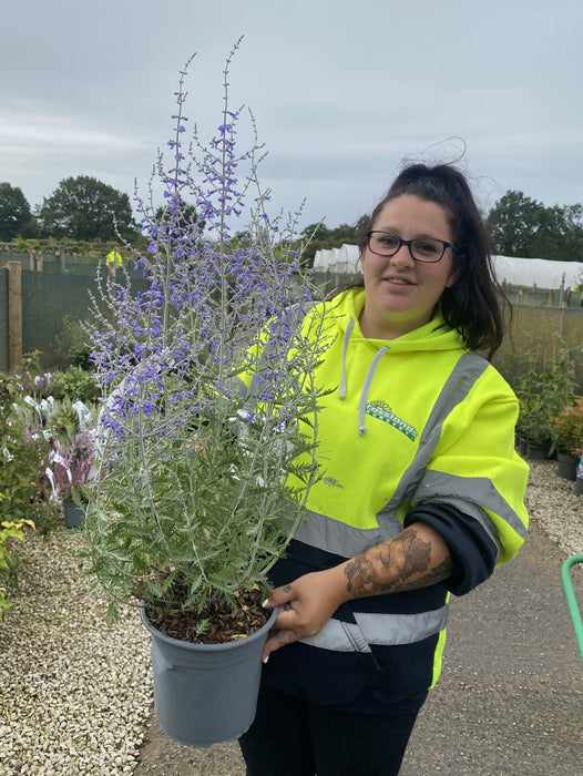 Perovskia Blue Spire 4.5 Litre Pot