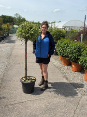 Ilex A. Argentea Marginata 25 Litre Pot 1/2 Standard