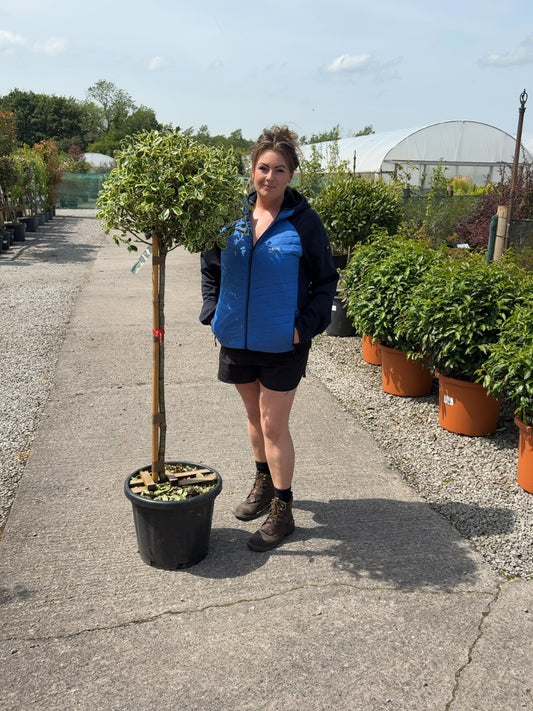 Ilex A. Argentea Marginata 25 Litre Pot 1/2 Standard