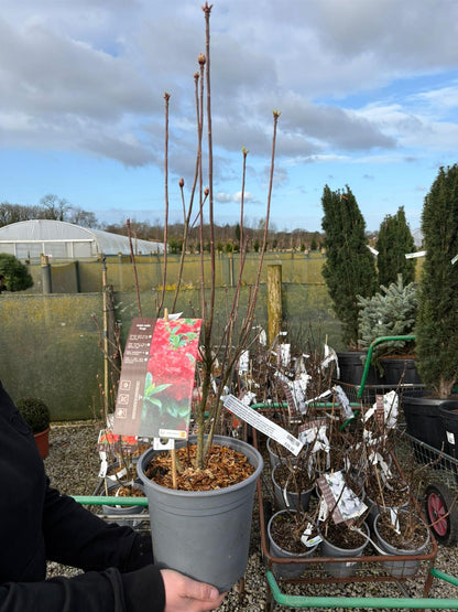 Azalea Mollis Satan 4.5 Litre Pot