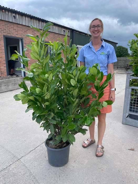 Cherry Laurel Hedging 20 Litre Pot 150/170cm