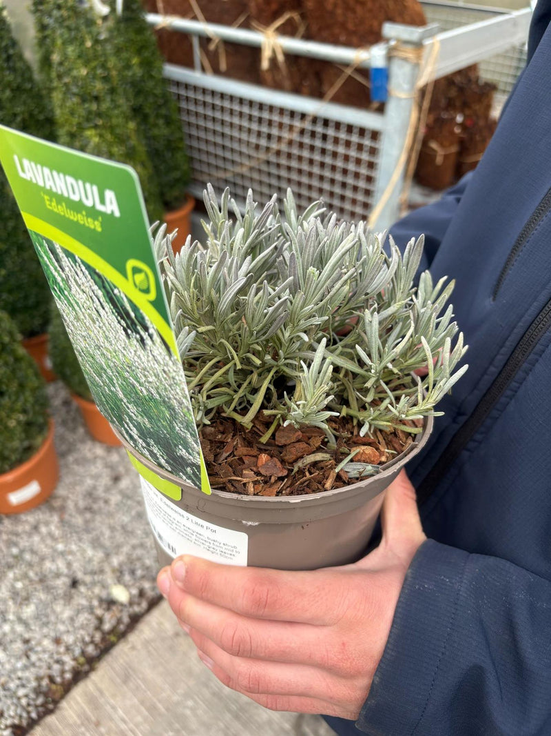 Lavender int. Edelweiss 12cm Pot