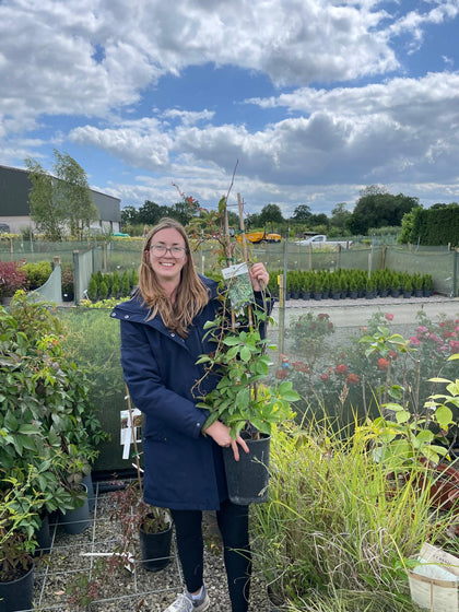 Parthenocissuss Henryana 4 Litre Pot