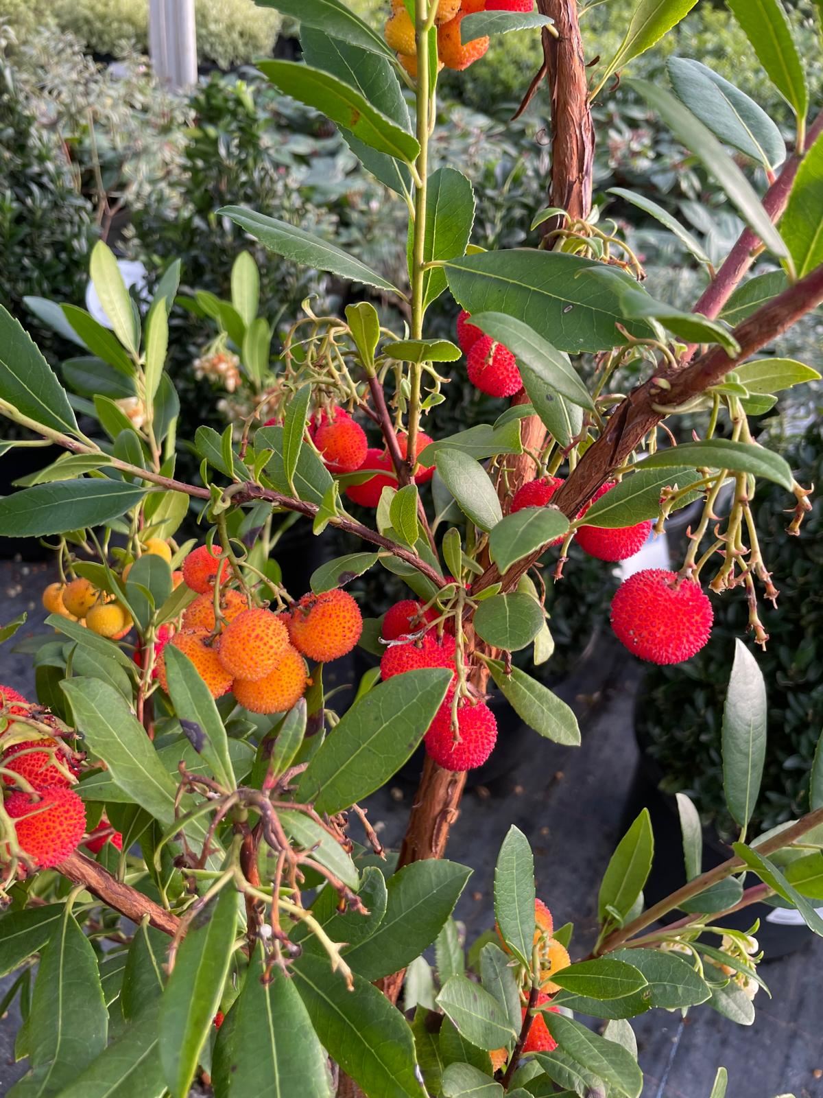 Arbutus Unedo Atlantic 20 Litre Pot 130cm Tall