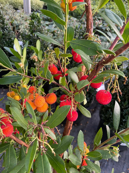 Arbutus Unedo Atlantic 20 Litre Pot 130cm Tall