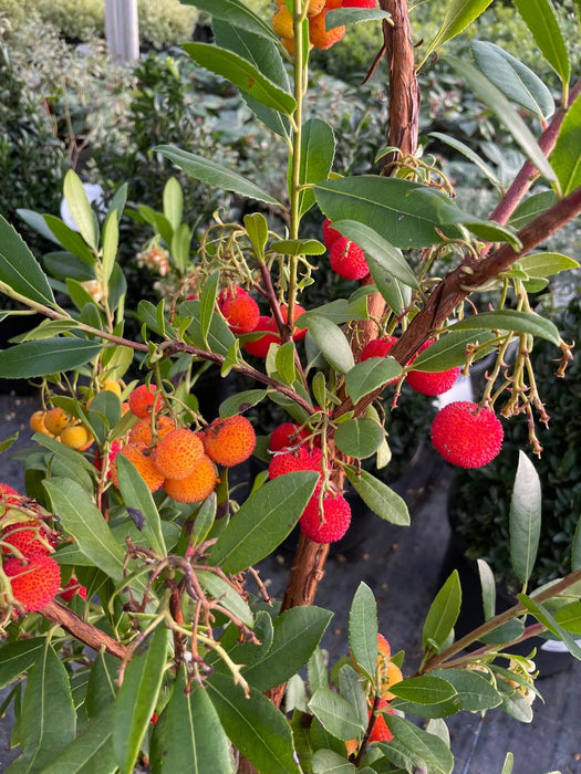 Arbutus Unedo Atlantic 20 Litre Pot 130cm Tall