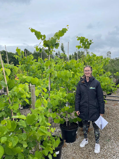 Cercis canadensis Royal White 30 Litre Pot