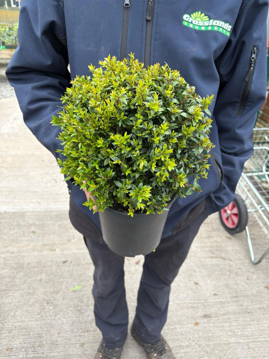 Myrtus Mycrophylla 2 Litre Pot