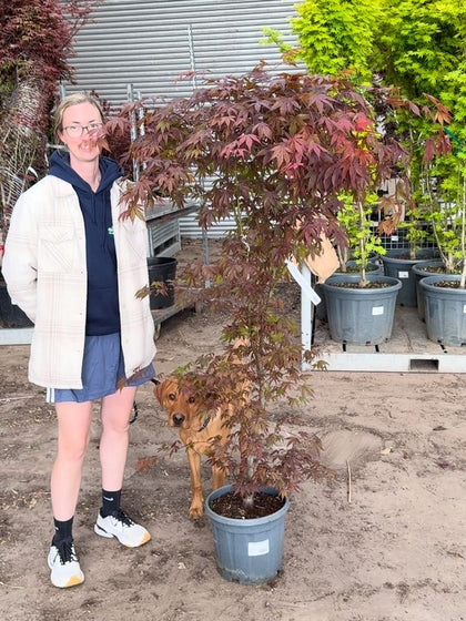 Acer Palmatum Attropurpurea 14 Litre Pot