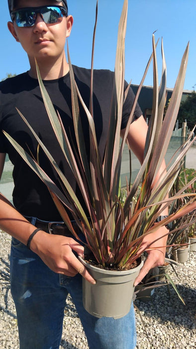 Phormium Rainbow Queen 5 Litre Pot
